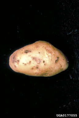 tuber flea beetle (Epitrix tuberis ) on potato (Solanum tuberosum ) - 0177055