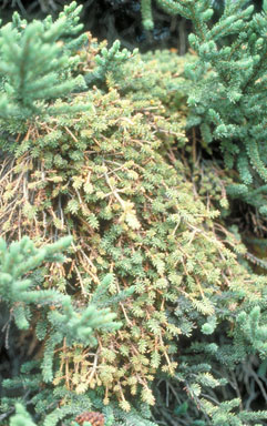 spruce broom rust (Chrysomyxa arctostaphyli ) on spruce (Picea spp. ) - 0177061