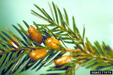 European spruce sawfly, Gilpinia hercyniae  (Hymenoptera: Diprionidae) - 0177079