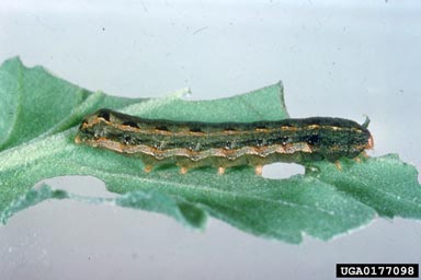 southern armyworm, Spodoptera eridania  (Lepidoptera: Noctuidae) - 0177098