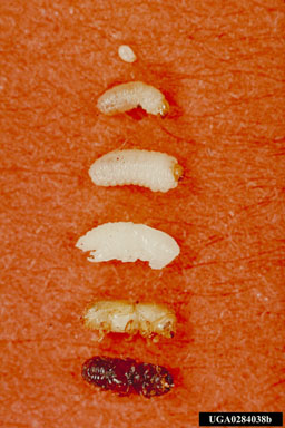 eastern fivespined ips, Ips grandicollis  (Coleoptera: Curculionidae) - 0284038