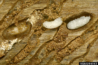 eastern fivespined ips, Ips grandicollis  (Coleoptera: Curculionidae) - 0284043