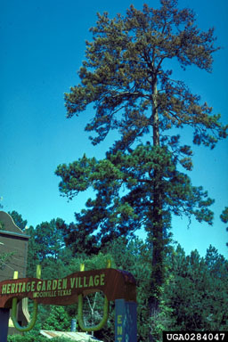 small southern pine engraver (Ips avulsus ) on loblolly pine (Pinus taeda ) - 0284047