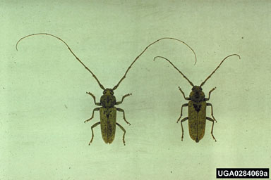 red oak borer, Enaphalodes rufulus  (Coleoptera: Cerambycidae) - 0284069