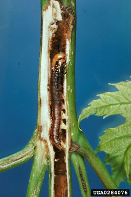 stalk borer (Papaipema nebris ) on silver maple (Acer saccharinum ) - 0284076