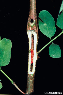 locust twig borer (Ecdytolopha insiticiana ) on black locust (Robinia pseudoacacia ) - 0284082