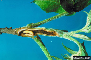 hickory shoot curculio (Conotrachelus aratus ) on water hickory (Carya aquatica ) - 0284083