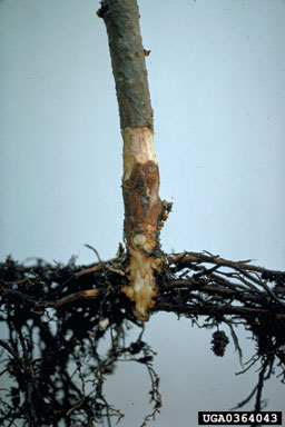 Leptographium root disease, Leptographium procerum  (Incertae sedis: Incertae sedis) - 0364043