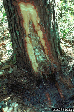 root diseases and rots,    - 0364053