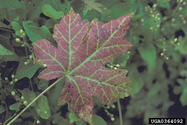 air pollutants,    (Abiotic: Other abiotic damage) - 0364092