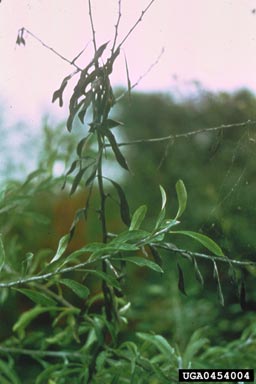 fire blight (Erwinia amylovora ) on willowleaf pear (Pyrus salicifolia ) - 0454004