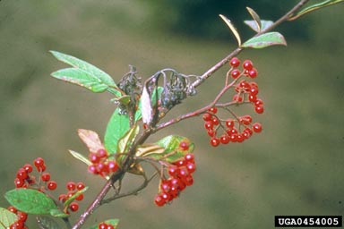 fire blight (Erwinia amylovora ) on cotoneaster (Cotoneaster salicifolius ) - 0454005