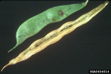 Common bacterial  blight of beans, fuscous blight (Xanthomonas axonopodis pv. phaseoli) on common bean (Phaseolus vulgaris ) - 0454014