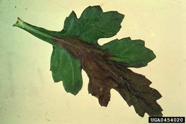 ray (flower) blight of chrysanthemum (Didymella ligulicola ) on florist's daisy (Chrysanthemum x morifolium ) - 0454020