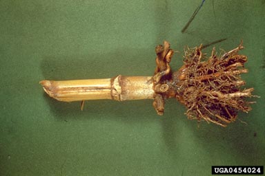 white ear rot and seedling blight of maize (Stenocarpella maydis ) on corn (Zea mays ) - 0454024
