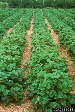 red stele (Phytophthora fragariae ) on strawberry (Fragaria x ananassa ) - 0454034