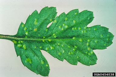 chrysanthemum white rust (Puccinia horiana ) on florist's daisy (Chrysanthemum x morifolium ) - 0454038