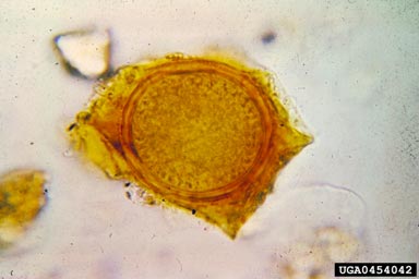 potato wart disease, Synchytrium endobioticum  (Chytridiales: Synchytriaceae) - 0454042