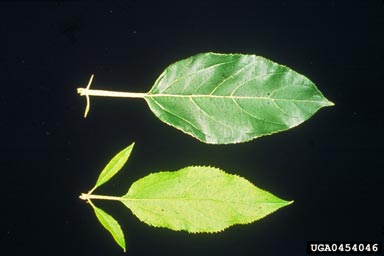 apple proliferation phytoplasma (Candidatus Phytoplasma mali AP-MLO) on paradise apple (Malus pumila ) - 0454046