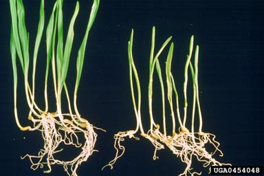 Barley Stripe Mosaic Virus (Hordeivirus BSMV ) on barley (Hordeum vulgare ) - 0454048