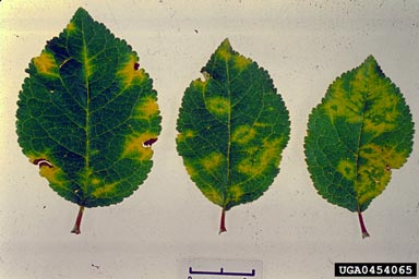 Plum Pox Virus (Potyvirus PPV ) on garden plum (Prunus domestica ) - 0454065