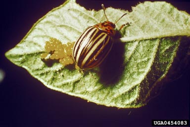 Colorado potato beetle (Leptinotarsa decemlineata ) on potato (Solanum tuberosum ) - 0454083