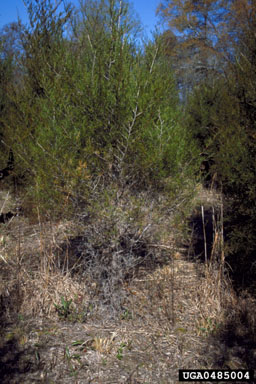 Cercospora fungi (Cercospora spp. ) on eastern redcedar (Juniperus virginiana ) - 0485004