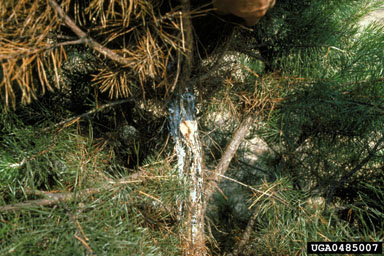 pitch canker (Fusarium subglutinans ) on Virginia pine (Pinus virginiana ) - 0485007