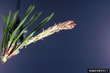 Nantucket pine tip moth (Rhyacionia frustrana ) on Virginia pine (Pinus virginiana ) - 0485017