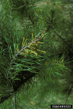redheaded pine sawfly (Neodiprion lecontei ) on Virginia pine (Pinus virginiana ) - 0485025