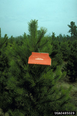 Nantucket pine tip moth (Rhyacionia frustrana ) on Virginia pine (Pinus virginiana ) - 0485029