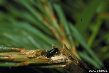 larger pine shoot beetle, Tomicus piniperda  (Coleoptera: Curculionidae) - 0485031