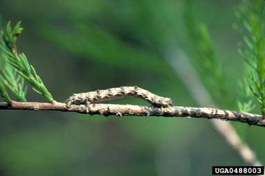 cypress looper, Iridopsis pergracilis  (Lepidoptera: Geometridae) - 0488003