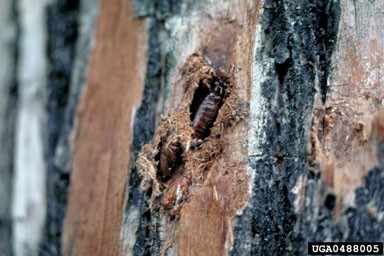 cypress looper, Iridopsis pergracilis  (Lepidoptera: Geometridae) - 0488005