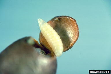 sawfly parasitic wasp, Monodontomerus dentipes  (Hymenoptera: Torymidae) - 0488014