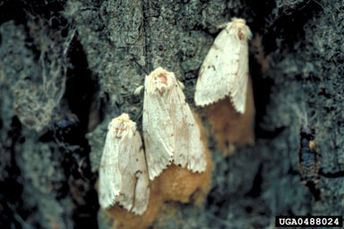 gypsy moth, Lymantria dispar  (Lepidoptera: Lymantriidae) - 0488024