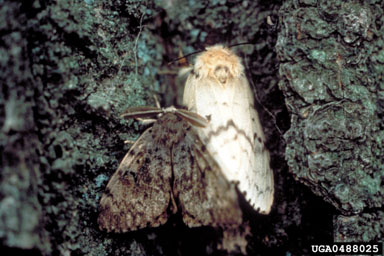 gypsy moth, Lymantria dispar  (Lepidoptera: Lymantriidae) - 0488025