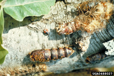 gypsy moth, Lymantria dispar  (Lepidoptera: Lymantriidae) - 0488027
