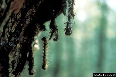 gypsy moth, Lymantria dispar  (Lepidoptera: Lymantriidae) - 0488029