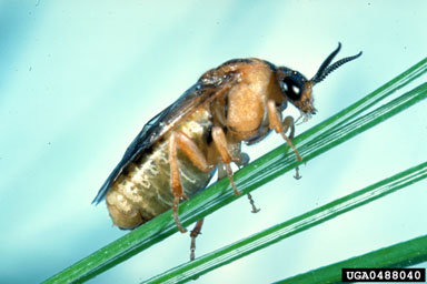 introduced pine sawfly, Diprion similis  (Hymenoptera: Diprionidae) - 0488040