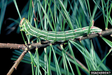 northern pine sphinx, Lapara bombycoides  (Lepidoptera: Sphingidae) - 0488047