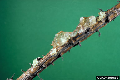 jack pine resin midge, Cecidomyia resinicola  (Diptera: Cecidomyiidae) - 0488056