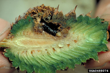webbing coneworm, Dioryctria disclusa  (Lepidoptera: Pyralidae) - 0488074