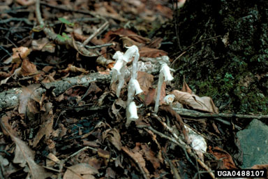 Indianpipe, Monotropa uniflora  (Ericales: Monotropaceae) - 0488107