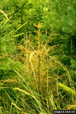 Armillaria root rot (Armillaria solidipes ) on Norway spruce (Picea abies ) - 0534035