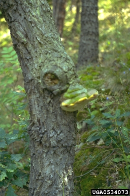 tinder fungus (Fomes fomentarius ) on European beech (Fagus sylvatica ) - 0534073