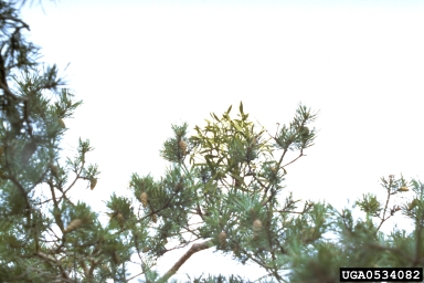 European mistletoe variety (Viscum album ssp. austriacum) on Scots pine (Pinus sylvestris ) - 0534082