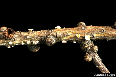 European larch canker (Lachnellula willkommii ) on European larch (Larix decidua ) - 0534084
