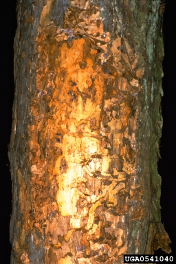 larch longicorn beetle (Tetropium gabrieli ) on European larch (Larix decidua ) - 0541040