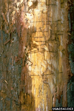 metalic wood-boring beetles (Agrilus spp. ) on oak (Quercus spp. ) - 0541063